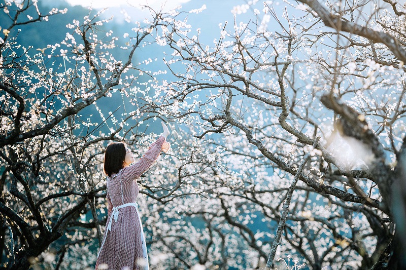 Khung cảnh vườn mận nở hoa trắng xóa hút hồn tại Mộc Châu (Ảnh: Hải Dương)