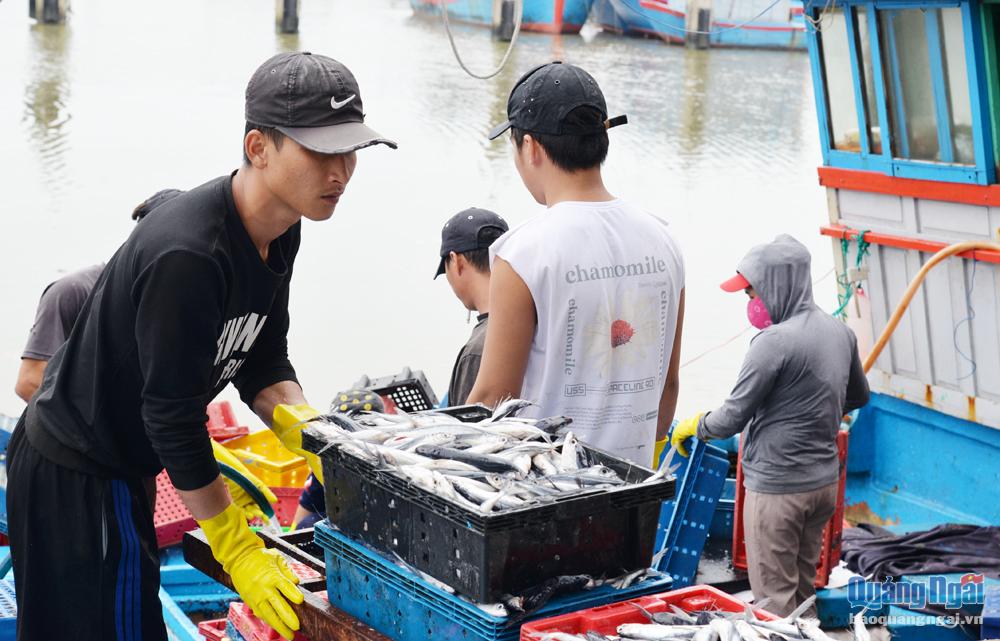 Sản lượng thủy sản bốc dỡ qua cảng chỉ định của tỉnh chỉ chiếm 6,9% so với sản lượng thủy sản khai thác của địa phương. Trong ảnh: Bốc dỡ thủy sản tại cảng chỉ định Tịnh Hòa (TP.Quảng Ngãi).