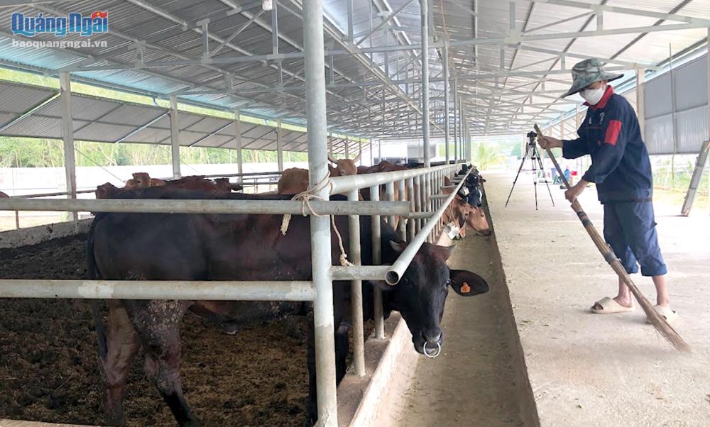 Đảm bảo vệ sinh chuồng trại là một trong những biện pháp hạn chế dịch bệnh ở gia súc.                                     ẢNH: THANH PHONG