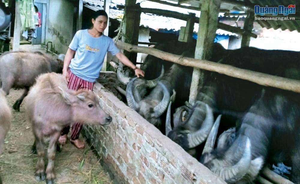 Gia đình chị Đinh Thị Hang, ở xã Long Mai (Minh Long), chuẩn bị tiếp nhận một con trâu đực giống từ kế hoạch cải tiến nâng cao tầm vóc đàn trâu trên địa bàn tỉnh, giai đoạn 2022 - 2025.