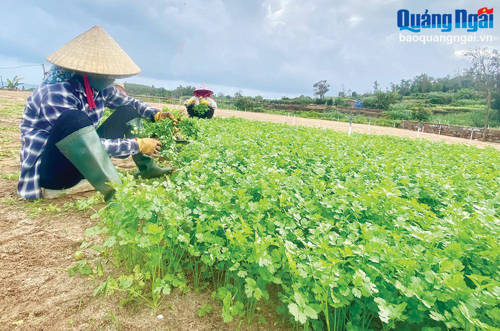Người dân ở thôn Thanh Thủy, xã Bình Hải (Bình Sơn) thu hoạch ngò.	