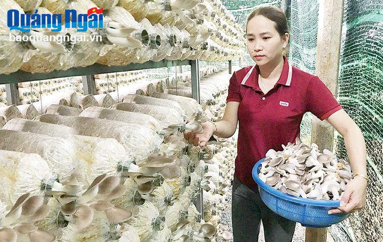 Chị Nguyễn Thị Hoàng Thơ thu hoạch nấm bào ngư xám.	