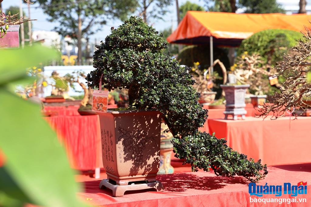 Tác phẩm bonsai sam núi trái dáng thác đổ rất đẹp tại triển lãm.
