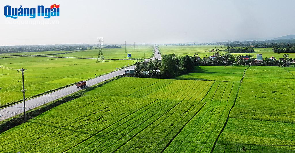 Cánh đồng lúa ở huyện Mộ Đức.              
