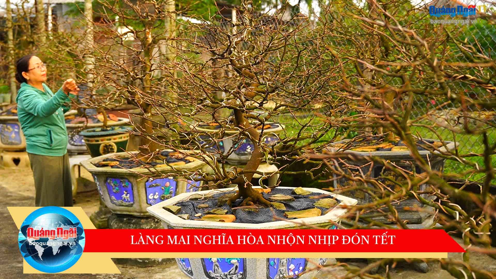 [Video]. Làng mai Nghĩa Hòa nhộn nhịp đón Tết