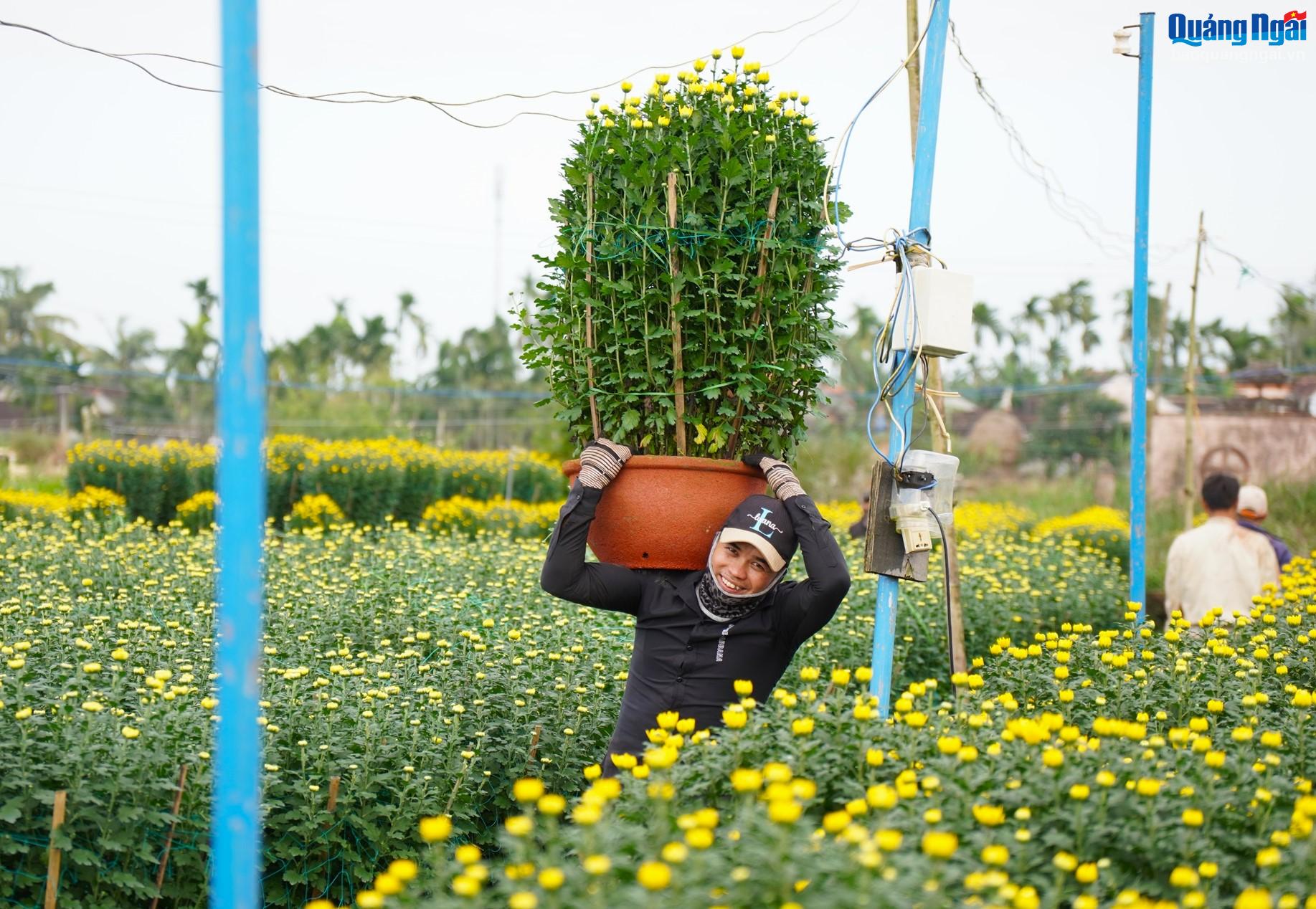 
Những người đàn ông khỏe mạnh đảm nhận công việc khiêng vác, tập trung chuyển hoa từ vườn nhà ra điểm tập kết.
