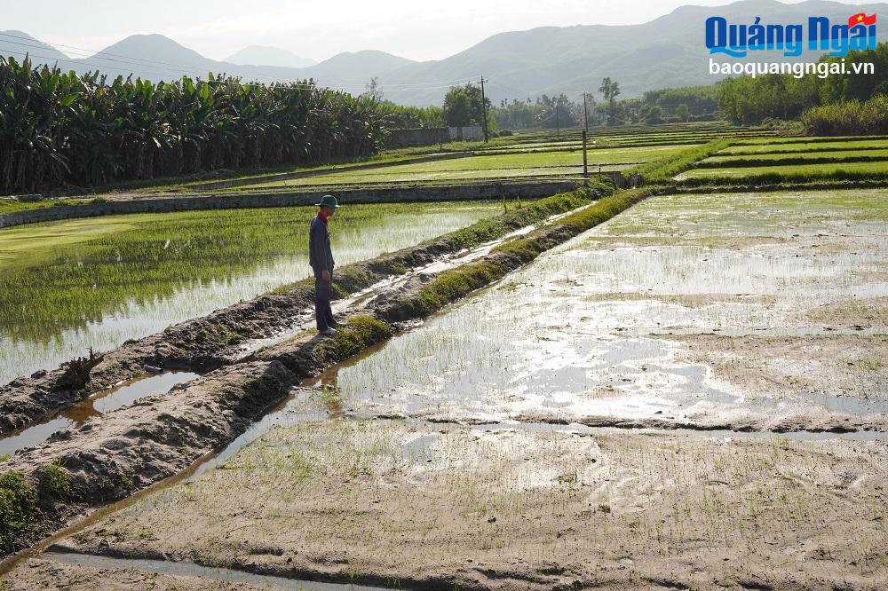 Cánh đồng lúa hơn 1 ha tại trang trại. 