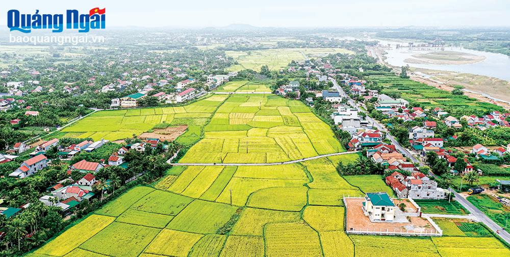 Mùa vàng ở xã Tịnh Sơn.               Ảnh: THIÊN BẢO	