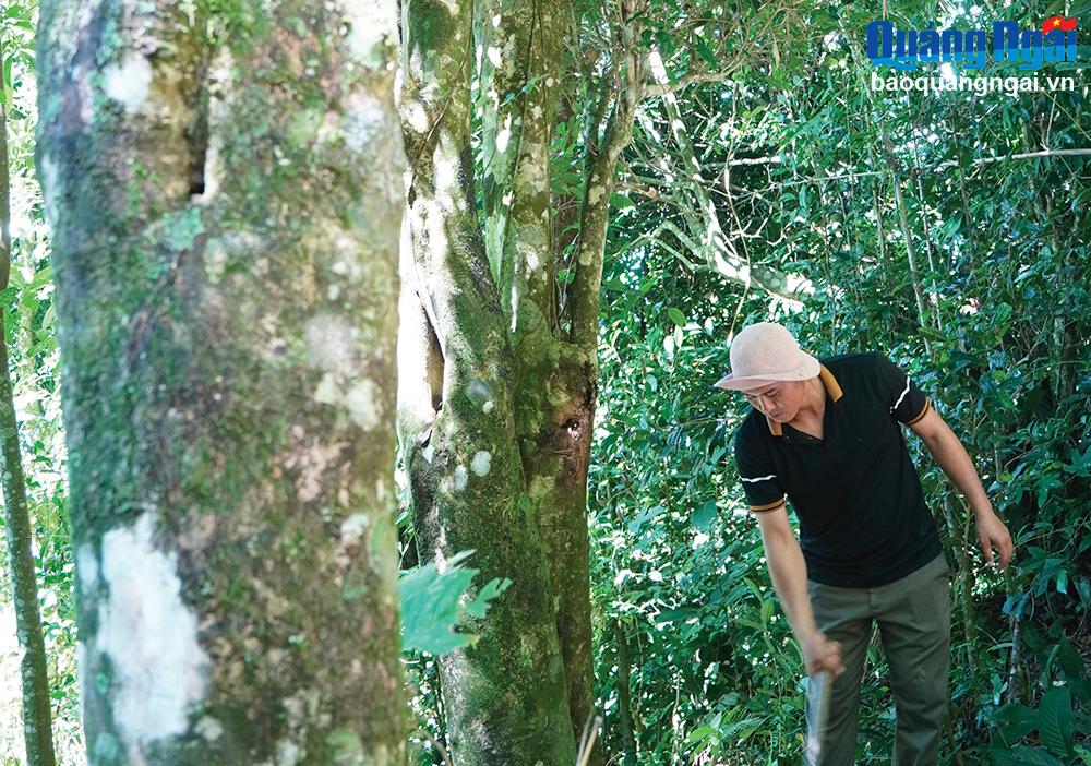 Anh Hồ Văn Vàng, ở thôn Trà Huynh, xã Hương Trà (Trà Bồng) chăm sóc những cây chè cổ thụ.