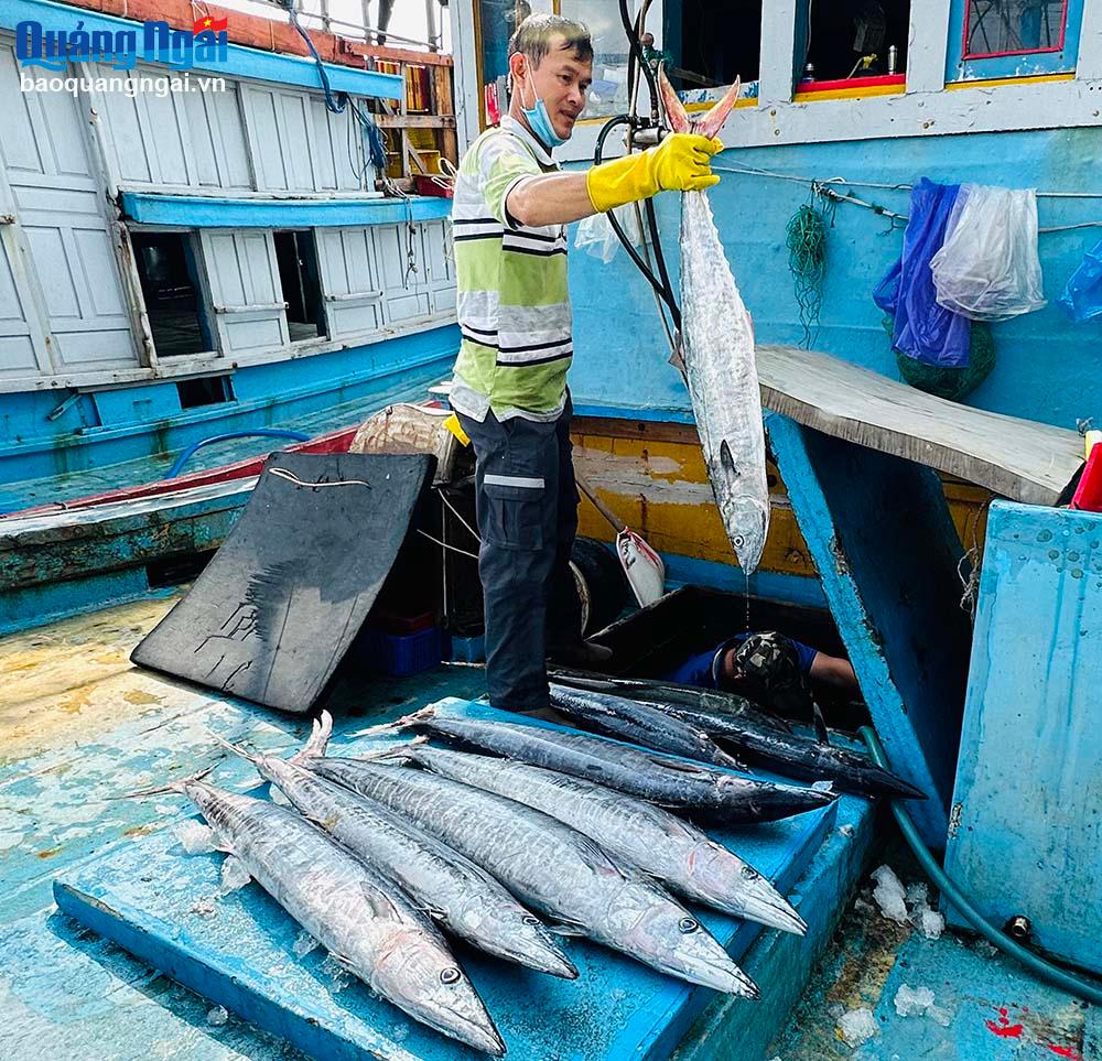 Ngư dân khai thác hải sản ở vùng khơi hân hoan vì “được mùa cá, 
giá bán cao”.
