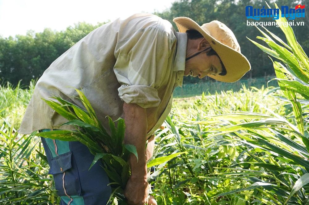 Người dân ở thôn Hòa Bình, xã Tịnh Ấn Tây, TP Quảng Ngãi tập trung thu hoạch củ gừng tươi để phục vụ thị trường Tết.


