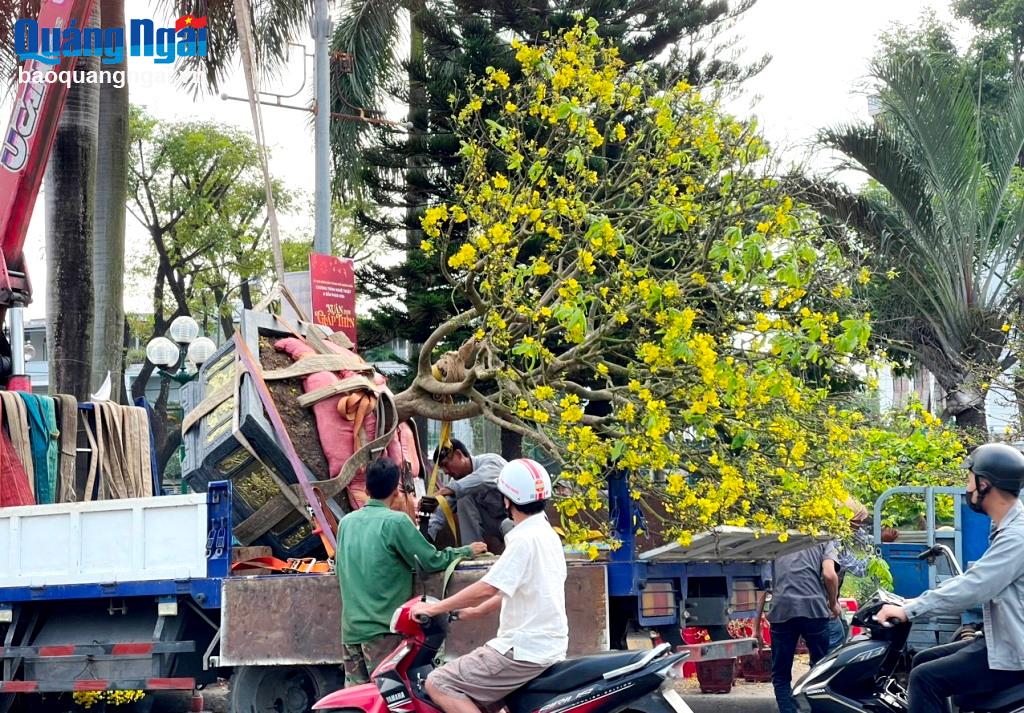 Nhiều tiểu thương đã chủ động chở hoa về lại vườn để chăm cho vụ Tết sau.