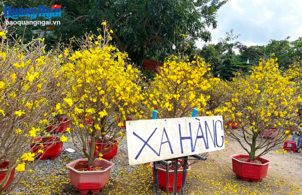 Xả hàng hoa mai Tết nhưng vẫn ế ẩm.