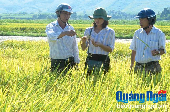Bí thư Đảng ủy xã Hành Thiện (Nghĩa Hành) Ngô Thị Kiều Diễm kiểm tra ruộng sản xuất lúa giống.
ẢNH: TH.THUẬN