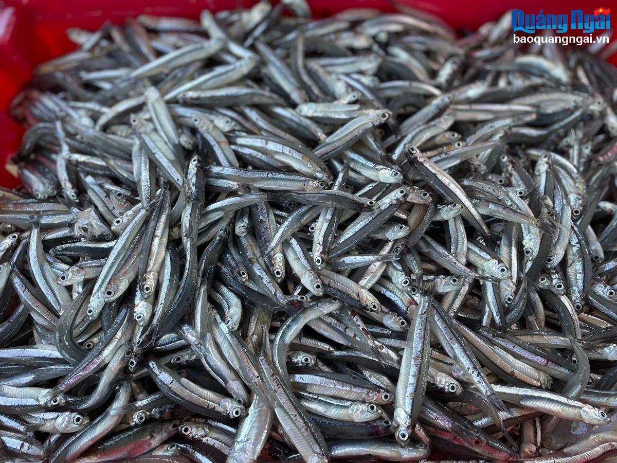   Cá cơm có giá từ 10 - 30 nghìn đồng/kg, tùy loại. 