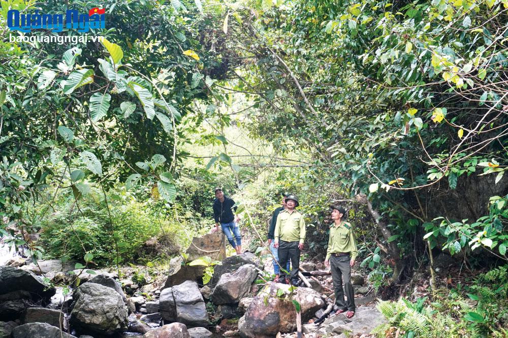 Lực lượng kiểm lâm huyện Sơn Hà tuần tra bảo vệ rừng thuộc địa bàn xã Sơn Bao giáp thị trấn Di Lăng (Sơn Hà).