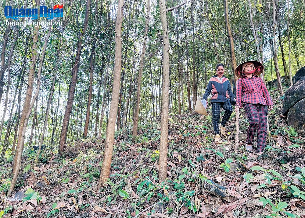 Tham gia trồng rừng theo tiêu chuẩn FSC, người dân xã Sơn Linh (Sơn Hà) tích cực chăm sóc, bảo vệ rừng và nói không với bán keo non.