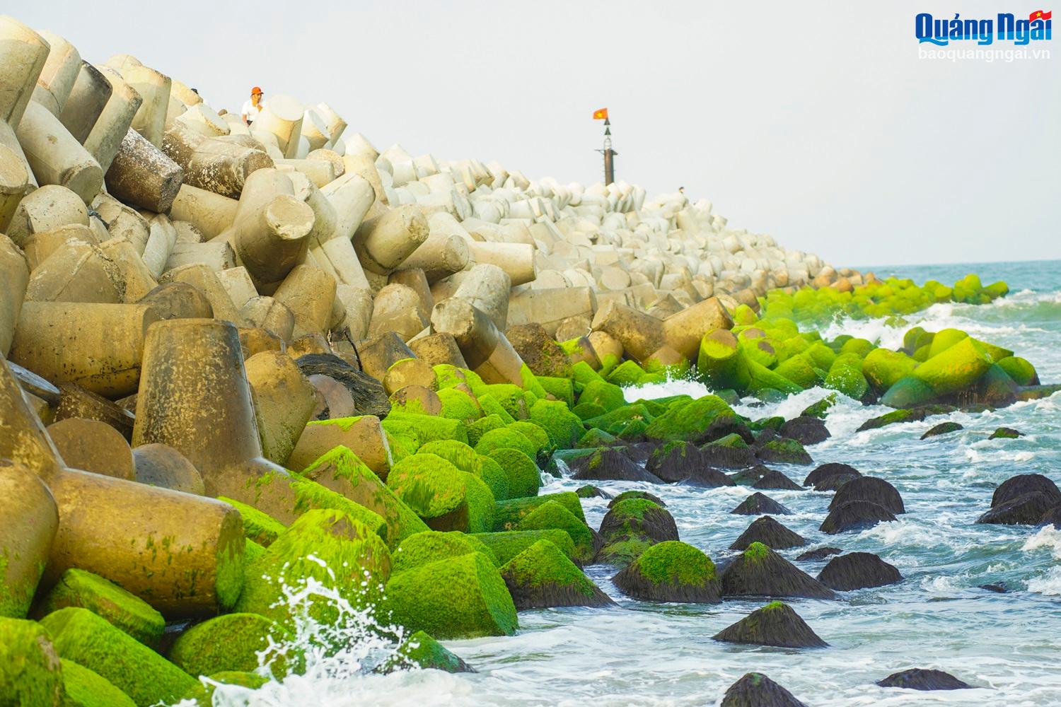 Kè chống sạt lở bờ biển thôn Phổ Trường, xã Nghĩa An (TP.Quảng Ngãi) đang ngập tràn sắc xanh của những đám rêu. 