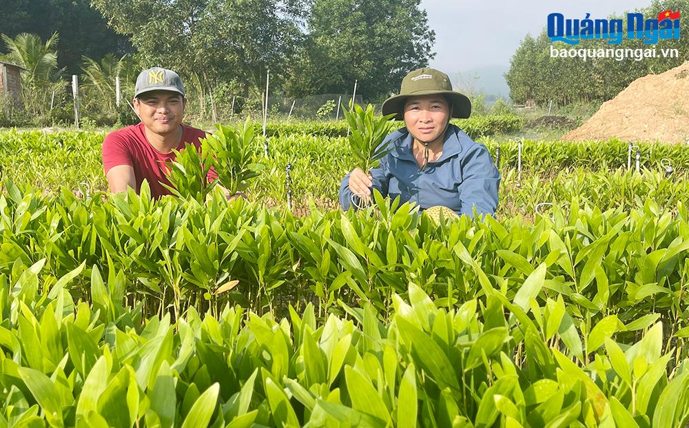 Vợ chồng chị Hồ Thị Thu Hà, ở thôn 1, xã Nghĩa Lâm (Tư Nghĩa) khởi nghiệp với mô hình vườn ươm cây keo giống.