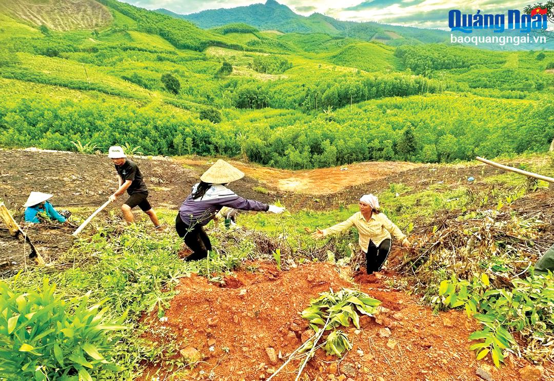 Người dân Ba Tơ trồng rừng, phát triển kinh tế hộ gia đình.