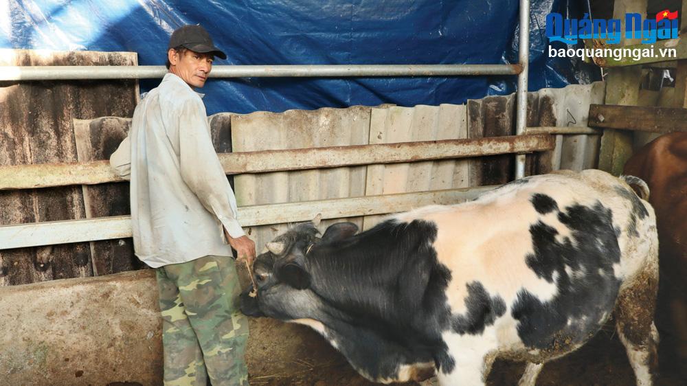 Anh Võ Văn Ban chăm sóc bò lai của gia đình.  		                   Ảnh: PV