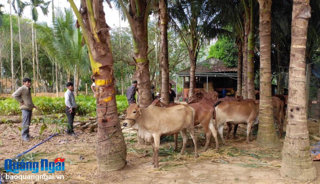 Từ cây, con giống hỗ trợ, người dân có miền núi có điều kiện phát triển sản xuất để làm vươn lên thoát nghèo.