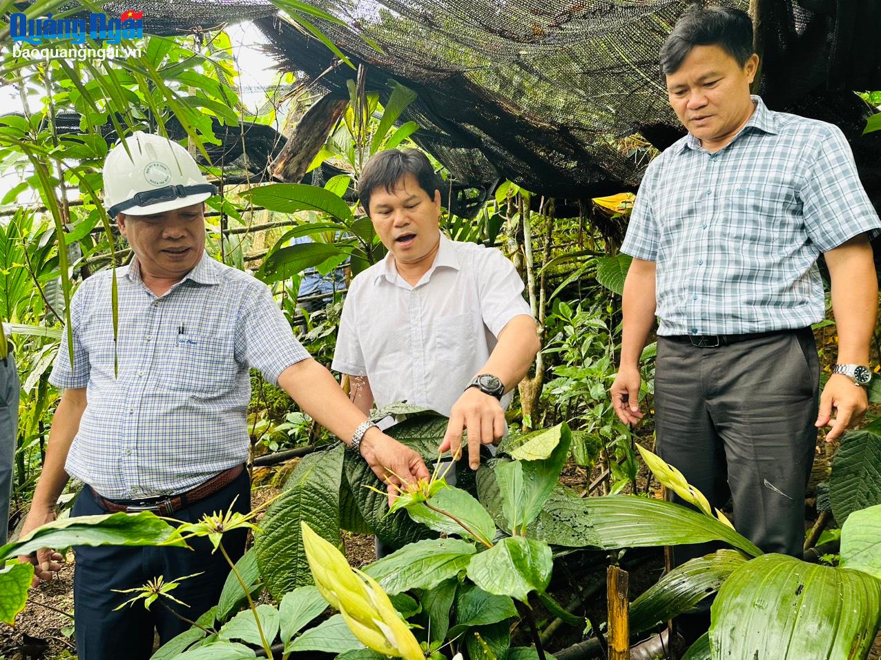 Phó Chủ tịch UBND tỉnh Trần Phước Hiền kiểm tra vườn ươm cây dược liệu tại thôn Quế, xã Trà Bùi (Trà Bồng).