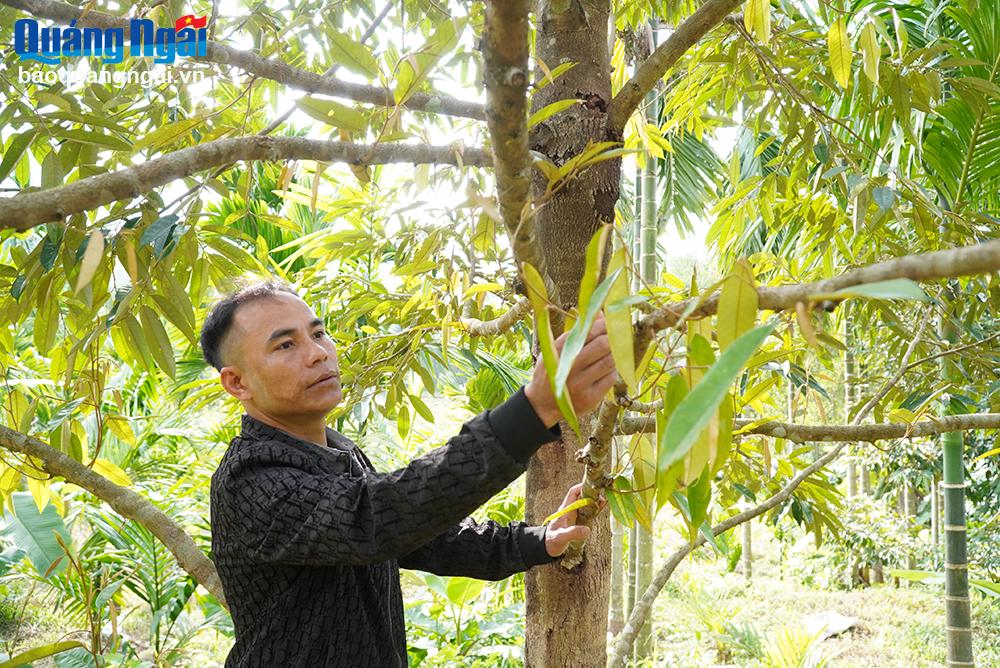 Anh Đinh Văn Đành, ở thôn Biều Qua, xã Long Sơn (Minh Long), chăm sóc cây sầu riêng 6 năm tuổi.	