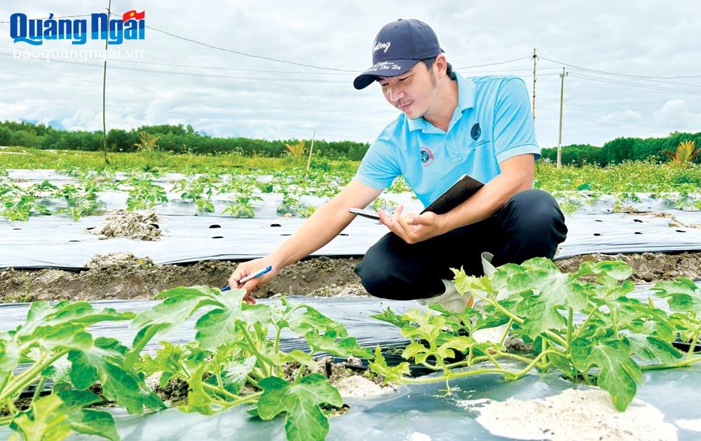 Anh Phạm Hùng Cường, ở thôn Xuân Mỹ, xã Tịnh Hiệp (Sơn Tịnh)  kiểm tra 
ruộng dưa hấu của gia đình. 