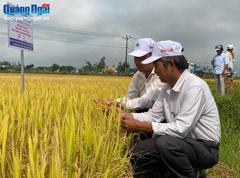 Nông dân tham quan mô hình liên kết sản xuất và tiêu thụ giống lúa QNg6 (Thiên Hương 6), QNg13 và QNg128 tại xã Phổ Thuận (TX.Đức Phổ). 