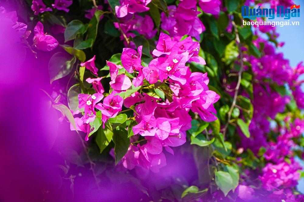 Hoa giấy rực rỡ dưới nắng lung linh đem lại cảm xúc bâng khuâng.
