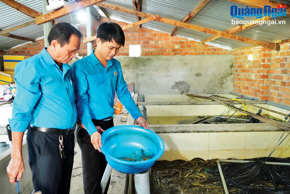 Cựu chiến binh Lê Thanh Yên (bên phải), ở xã Phổ An (TX.Đức Phổ) giới thiệu 
mô hình nuôi lươn không bùn.