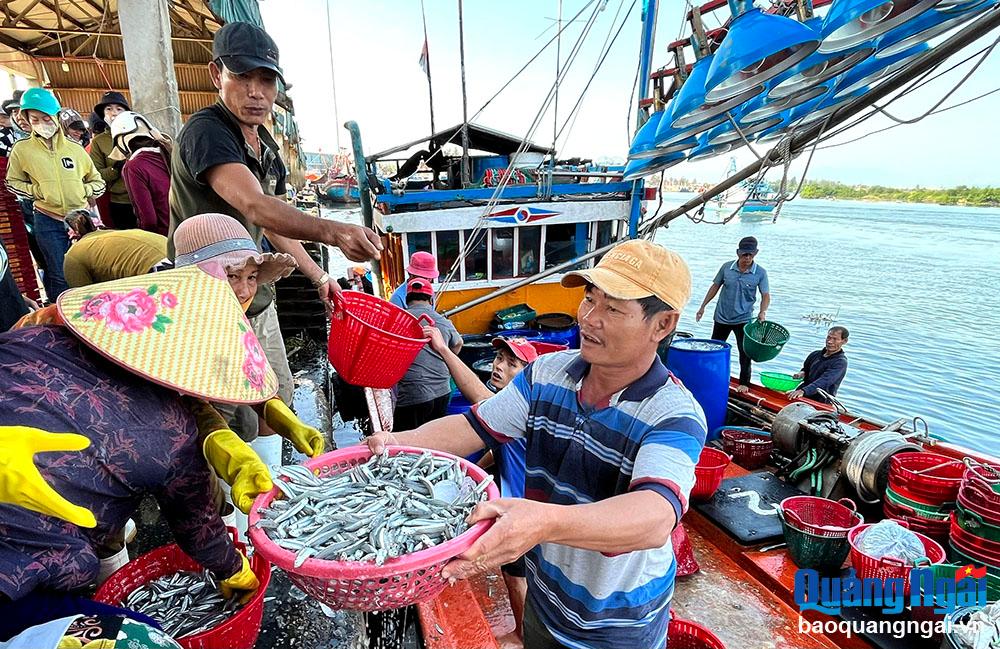 Tàu cá của ngư dân xã Tịnh Kỳ (TP.Quảng Ngãi) cập cảng bán hải sản.
Ảnh: ÁNH NGUYỆT