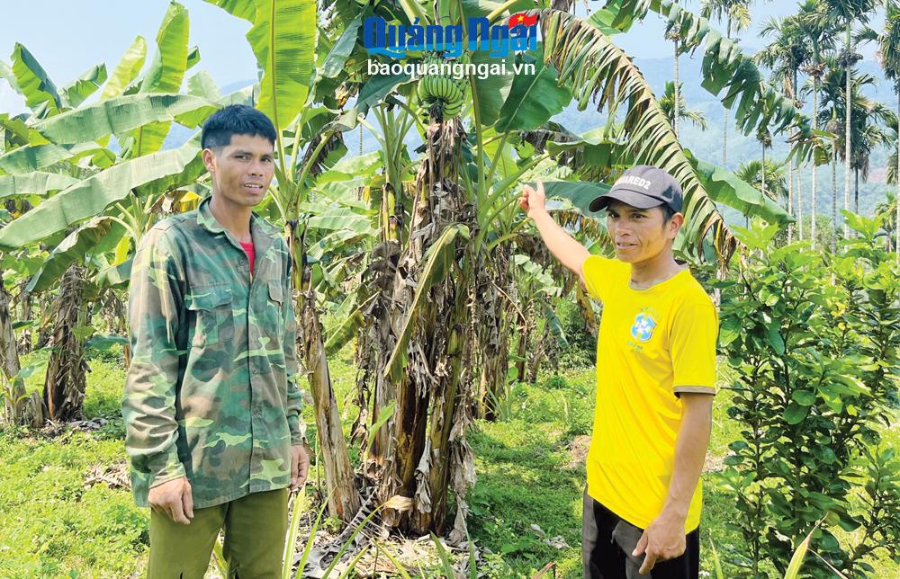 Nhờ được hỗ trợ giống, kỹ thuật, nhiều nông dân ở huyện Sơn Tây có điều kiện mở rộng sản xuất, cải thiện đời sống.    

