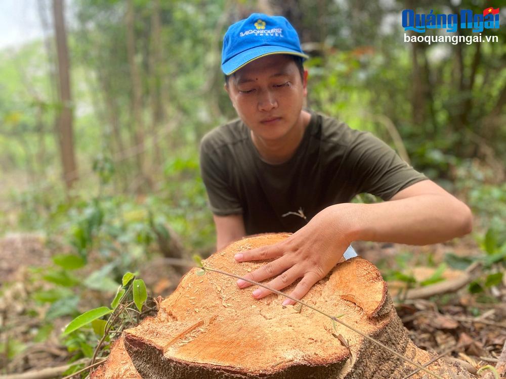 Diện tích rừng nằm trong tiểu khu 334, ở thôn Bàn Thạch, xã Phổ Cường (TX.Đức Phổ) thuộc dự án KFW6 vừa bị người dân chặt phá.