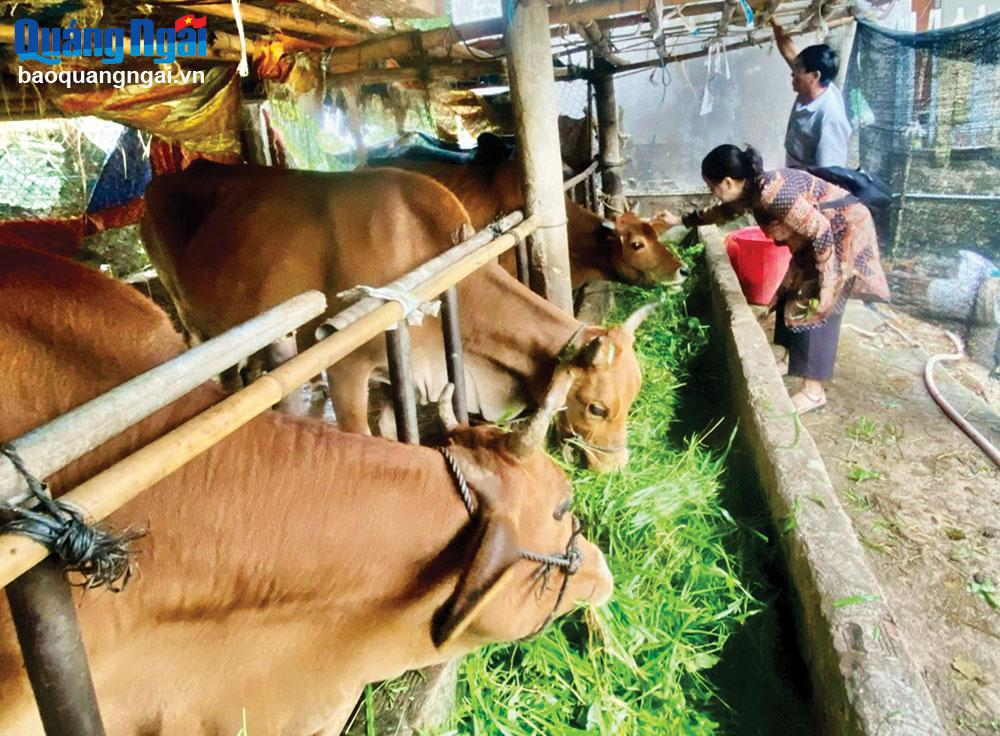 Nhiều hộ dân ở huyện Sơn Hà thoát nghèo nhờ chăn nuôi bò với số lượng lớn.  			                     Ảnh: PV