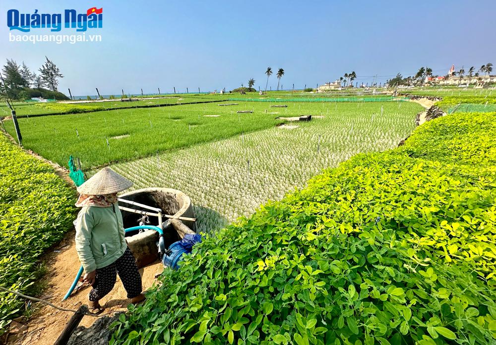 Nông dân Lý Sơn trên cánh đồng hành tím, đậu phụng.