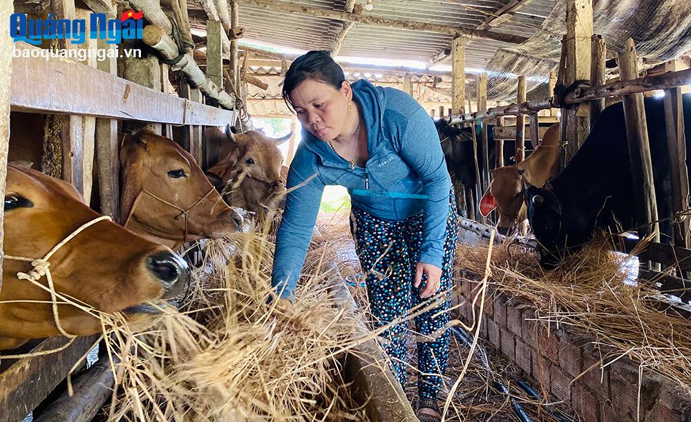 Chị Đinh Thị Mỹ Trang, ở thôn Minh Tân Bắc, xã Đức Minh (Mộ Đức) chăm sóc đàn bò của gia đình.	