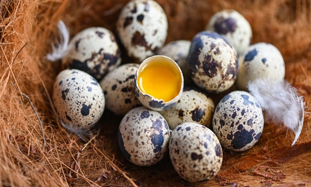 Trứng cút chứa nhiều chất dinh dưỡng mang lại lợi ích sức khỏe.