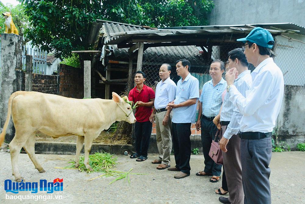 Ủy ban MTTQ Việt Nam huyện Bình Sơn hỗ trợ bò giống cho ông Lâm Nam, ở tổ dân phố An Châu, thị trấn Châu Ổ.	