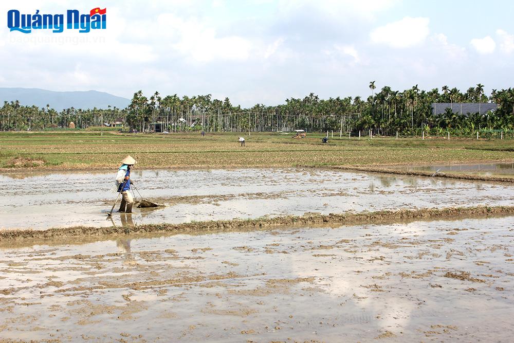 Nông dân Nghĩa Trung (Tư Nghĩa) làm đất, xuống giống lúa hè thu năm 2024.