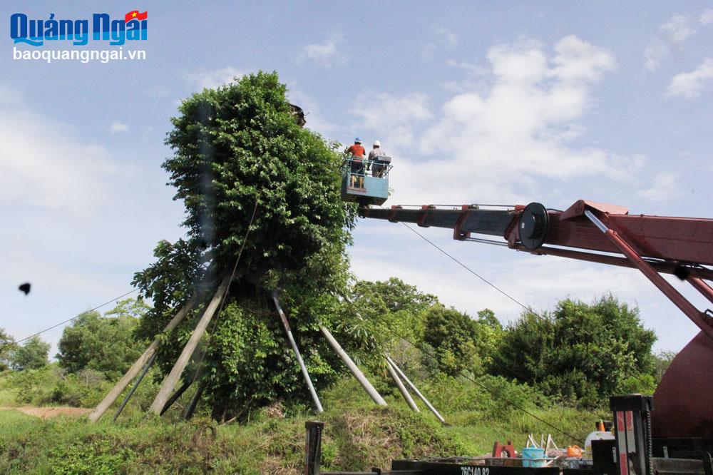 Hồi sinh cây đa trăm tuổi