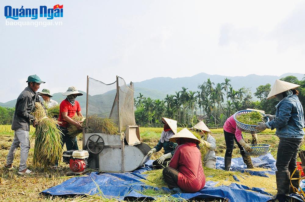 Người dân thôn Thọ An, xã Bình An (Bình Sơn) giúp nhau thu hoạch lúa. Ảnh: NHÃ UYÊN	