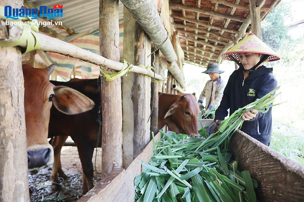 Người dân xã Sơn Trà (Trà Bồng) chăm sóc đàn bò nuôi theo nhóm cộng đồng giúp bò phát triển tốt hơn. 
Ảnh: NHỊ PHƯƠNG