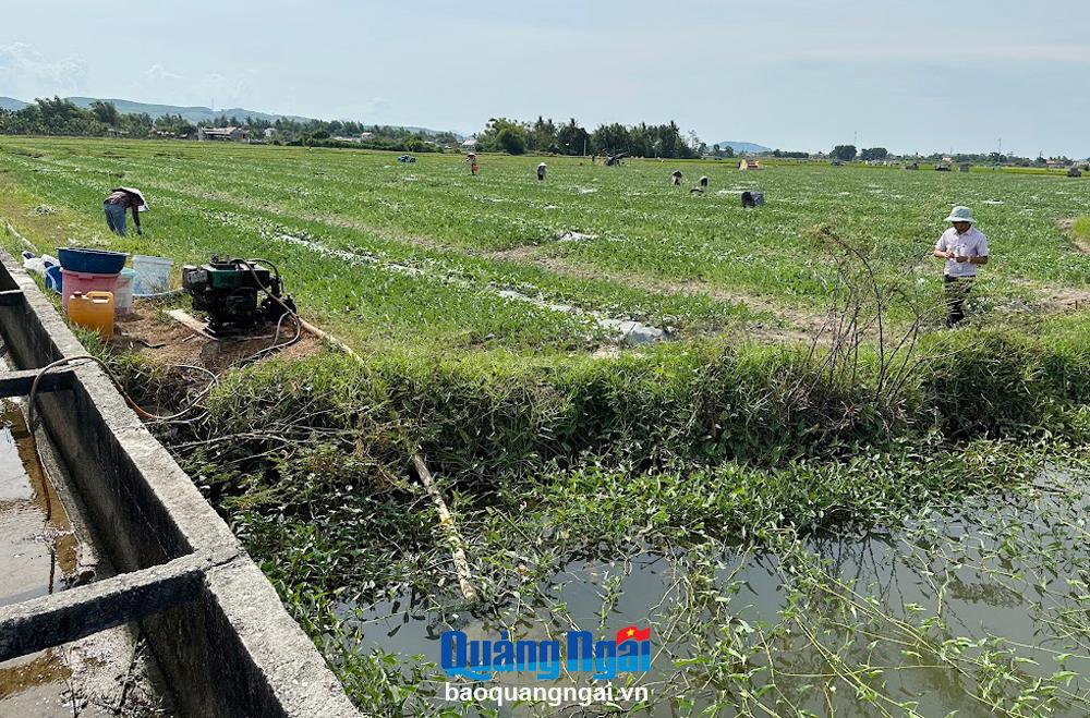 Nhiều diện tích trồng dưa hấu ở thôn Bàn Thạch, xã Phổ Cường (TX.Đức Phổ) không có nước tưới.