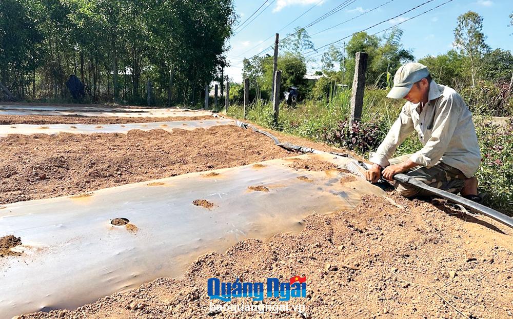 Người dân thôn An Lộc Nam, xã Bình Trị (Bình Sơn) dùng ống nhựa dẫn nước từ các đập bổi về ruộng.
