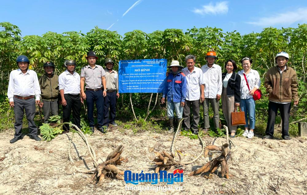 Mô hình canh tác tổng hợp cho phát triển cây mì bền vững tại xã Tịnh Bình (Sơn Tịnh).