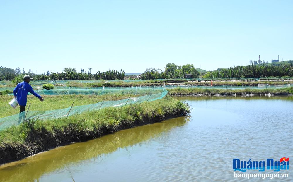 Toàn bộ diện tích hồ nuôi thủy sản ở Đồng Min, xã Bình Dương (Bình Sơn) đều được người dân nuôi tôm kết hợp cá, cua xanh.
