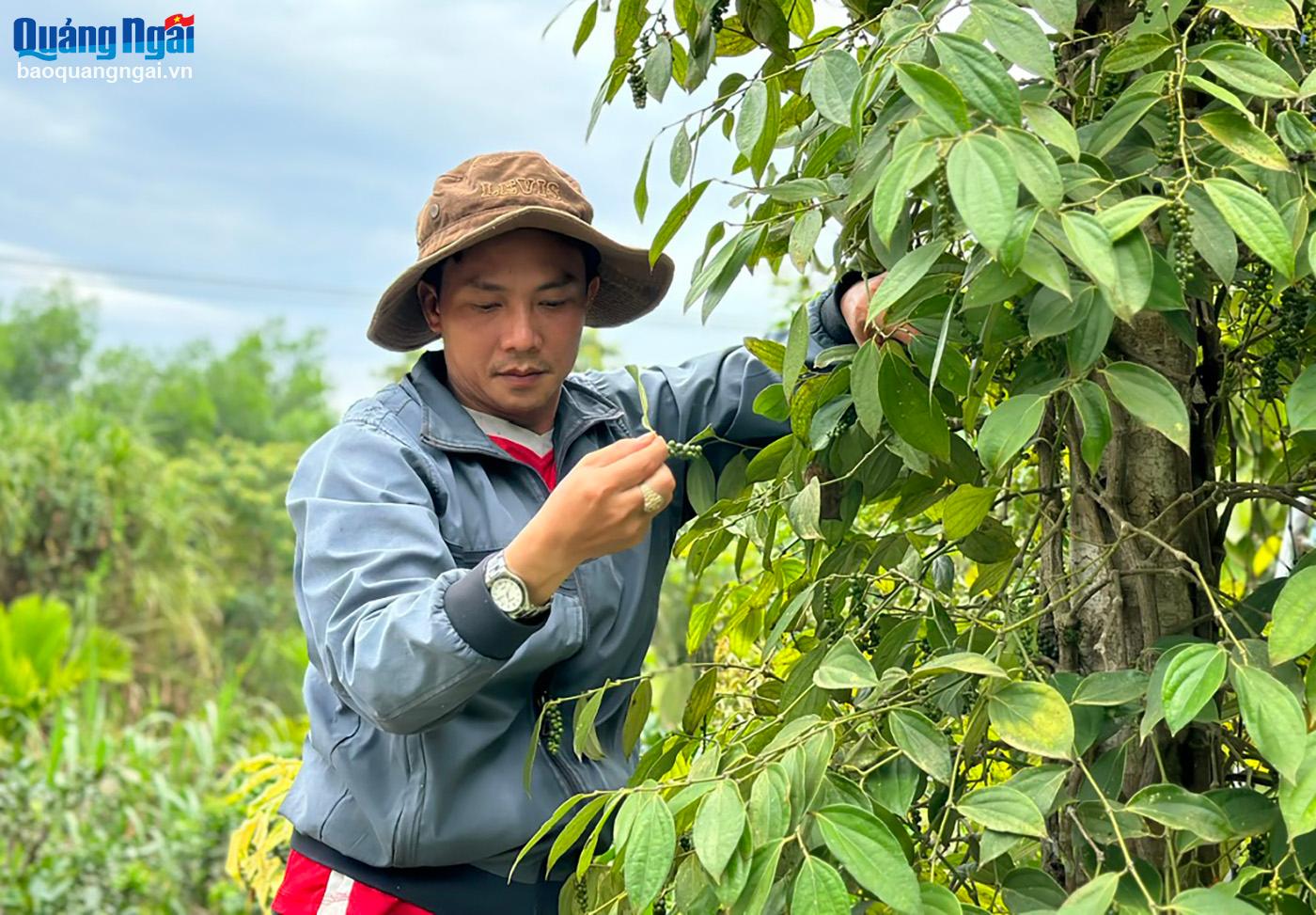 Anh Nguyễn Đức Hiền, ở thôn Kim Lập, xã Hành Nhân (Nghĩa Hành) cũng bỏ phố về quê lập nghiệp với mô hình phát kinh tế nông nghiệp theo hướng hữu cơ.