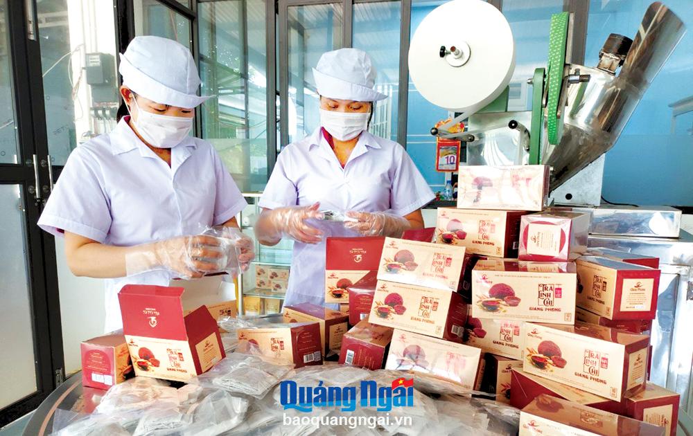 Nhờ được hỗ trợ nguồn vốn vay của Quỹ Hỗ trợ nông dân tỉnh, Hợp tác xã Sản xuất và Kinh doanh nấm Đức Nhuận (Mộ Đức) có điều kiện mở rộng, phát triển sản xuất. 
ẢNH: HND